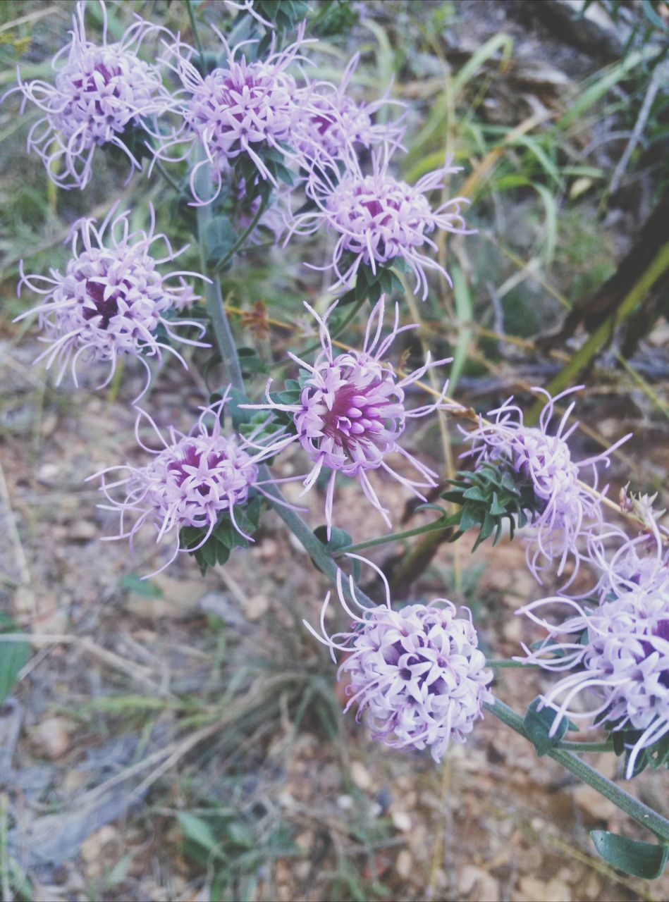 flower, purple, freshness, growth, fragility, plant, beauty in nature, nature, close-up, petal, focus on foreground, blooming, flower head, stem, in bloom, field, selective focus, day, outdoors, no people