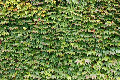 Full frame shot of ivy growing on land