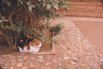 Cats in the alhambra palace in granada, a world heritage site in spain