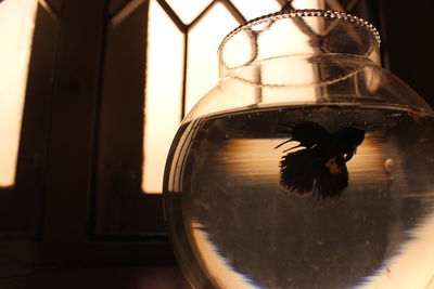 Reflection of bird on glass window