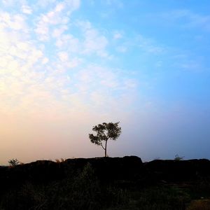 Silhouette tree on field against sky at sunset