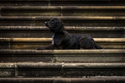 Close-up of black dog on steps