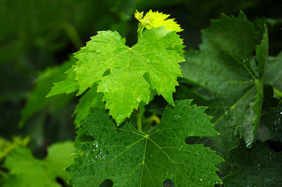 Close-up of wet leaves