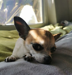 Portrait of dog relaxing on bed at home