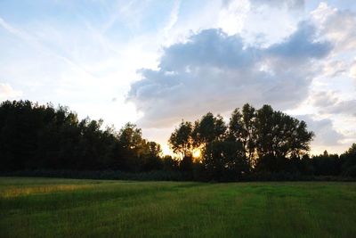 Trees on field against sky during sunset