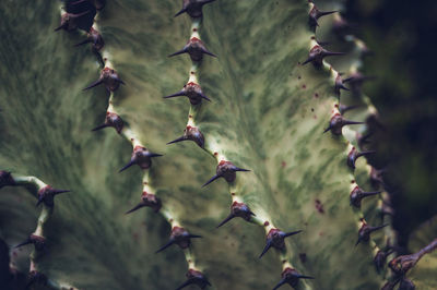 Close up of cactus