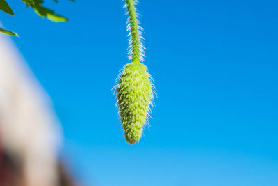 Close-up of plant against clear blue sky