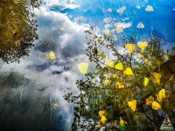 Scenic view of lake in forest against sky