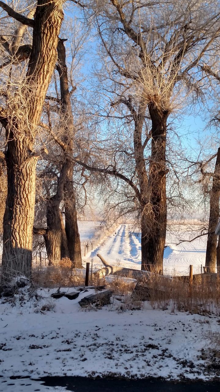 winter, snow, tree, cold temperature, bare tree, tree trunk, season, branch, nature, tranquility, frozen, weather, built structure, tranquil scene, beauty in nature, covering, architecture, water, scenics, field