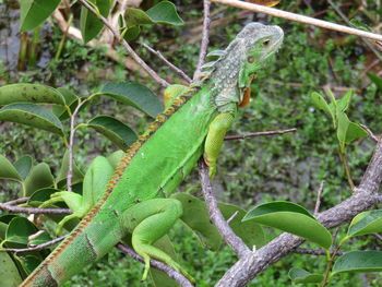 Close-up of lizard on tree