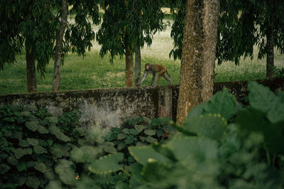 Close-up of deer on field