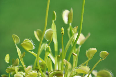 Close-up of venus flytrap plant on field