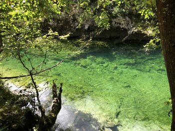 Scenic view of lake in forest