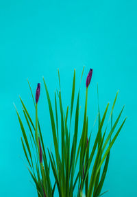 Close-up of plant against blue background