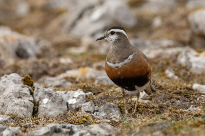 Close-up of a bird perching on rock