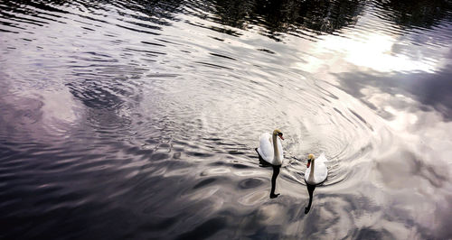 Reflection of trees in water