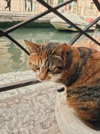 Close-up of a cat looking away