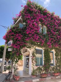 Pink flowering tree by building against sky