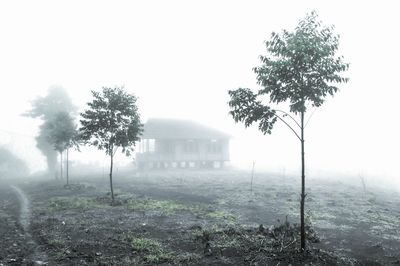 Trees in foggy weather