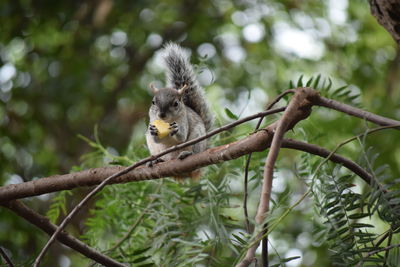 Low angle view of chipmunk eating on tree