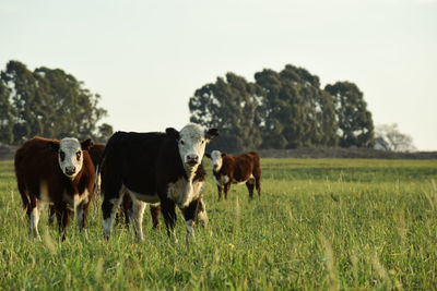 Cows grazing on grassy field