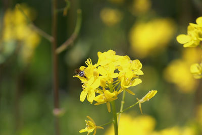 Close-up of insect on yellow flowering plant