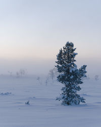 Trees on snow covered field against sky during sunset