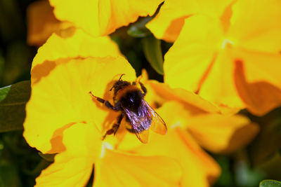 Close-up of bee pollinating on yellow flower