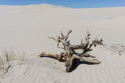 Dead tree on sand dunes at desert against sky