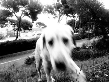 Portrait of dog standing on field