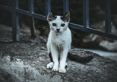 Portrait of kitten sitting outdoors