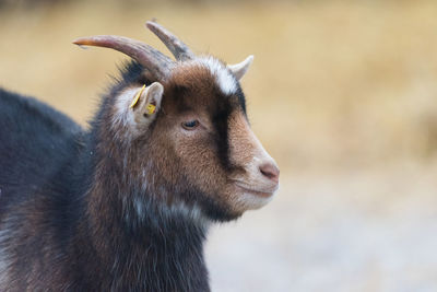 Close-up of a goat