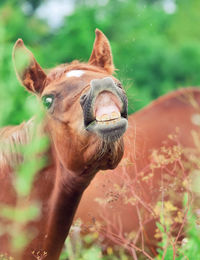 Close-up of horse on grass