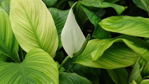 Close-up of green leaves on plant