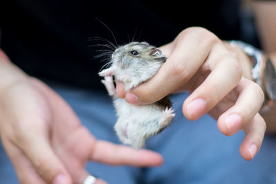 Midsection of person holding rat