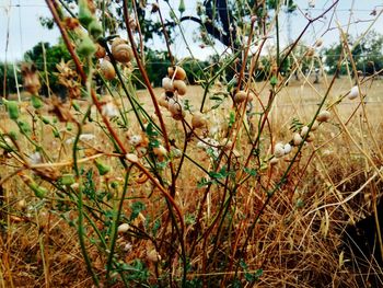 Close-up of dry plant on field