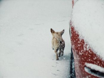 Rear view of dog on snow