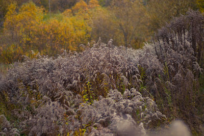 Scenic view of flowering trees in forest