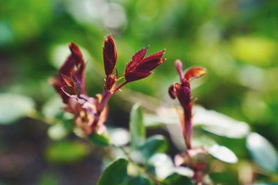 Close-up of red flowering plant