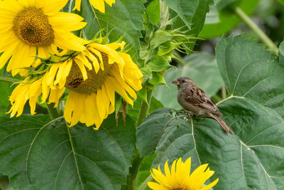 Close-up of honey bee on sunflower