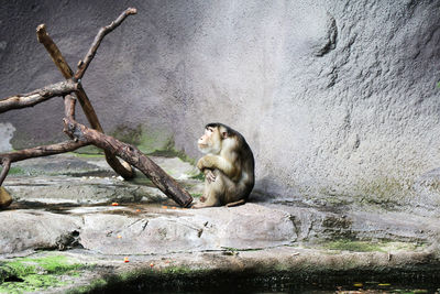 Monkey sitting on branch