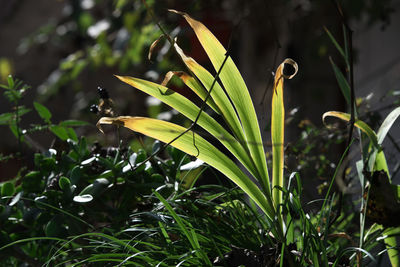 Close-up of green plant on field