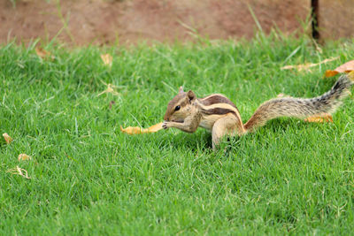 View of squirrel on grass