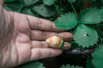 Close-up of hand holding strawberry