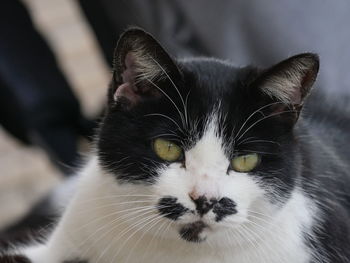 Close-up portrait of cat