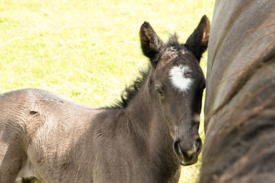 Close-up portrait of a horse