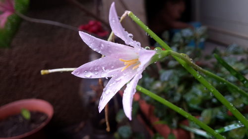 Close-up of water drops on flower