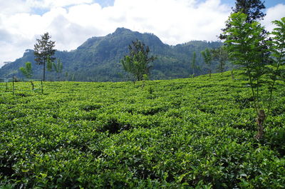 Scenic view of field against sky