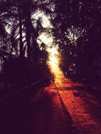 Road amidst trees in forest during sunset