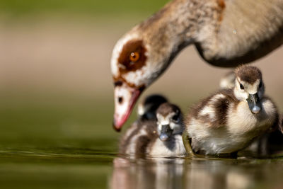 Close-up of birds in lake